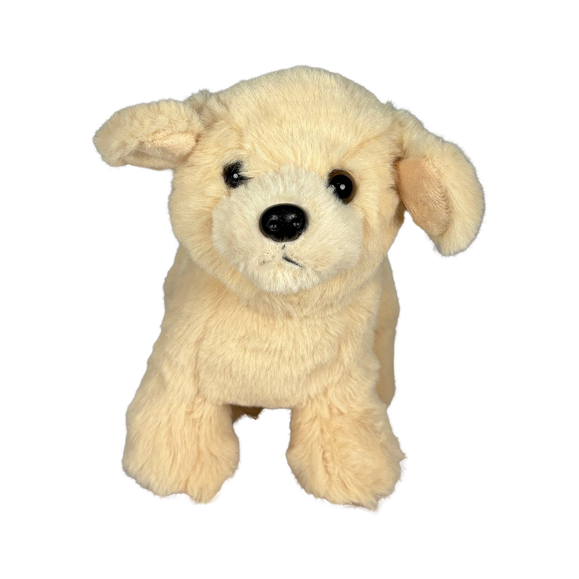 Beige Gosedjurshund sedd framifrån.