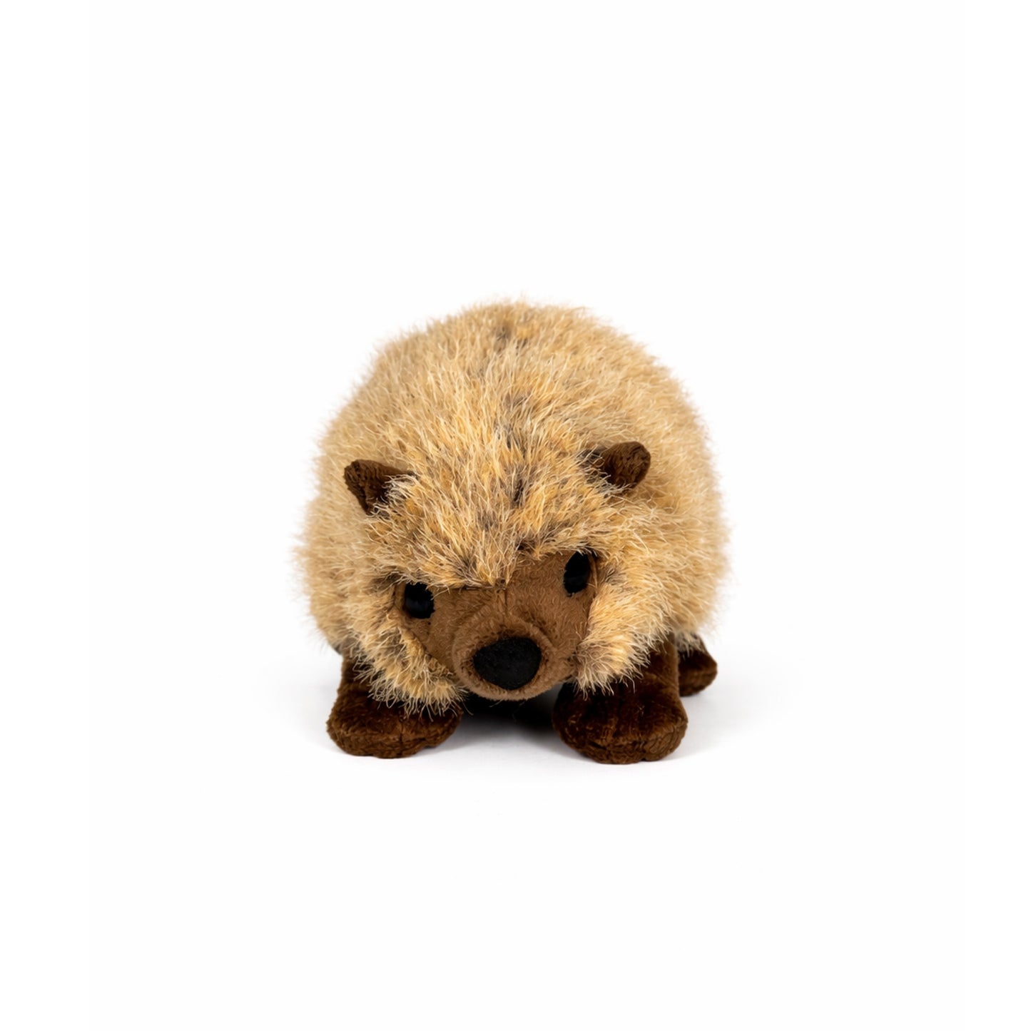 Gosedjurs igelkott med beige päls, bruna öron, nos och ben, sedd framifrån.