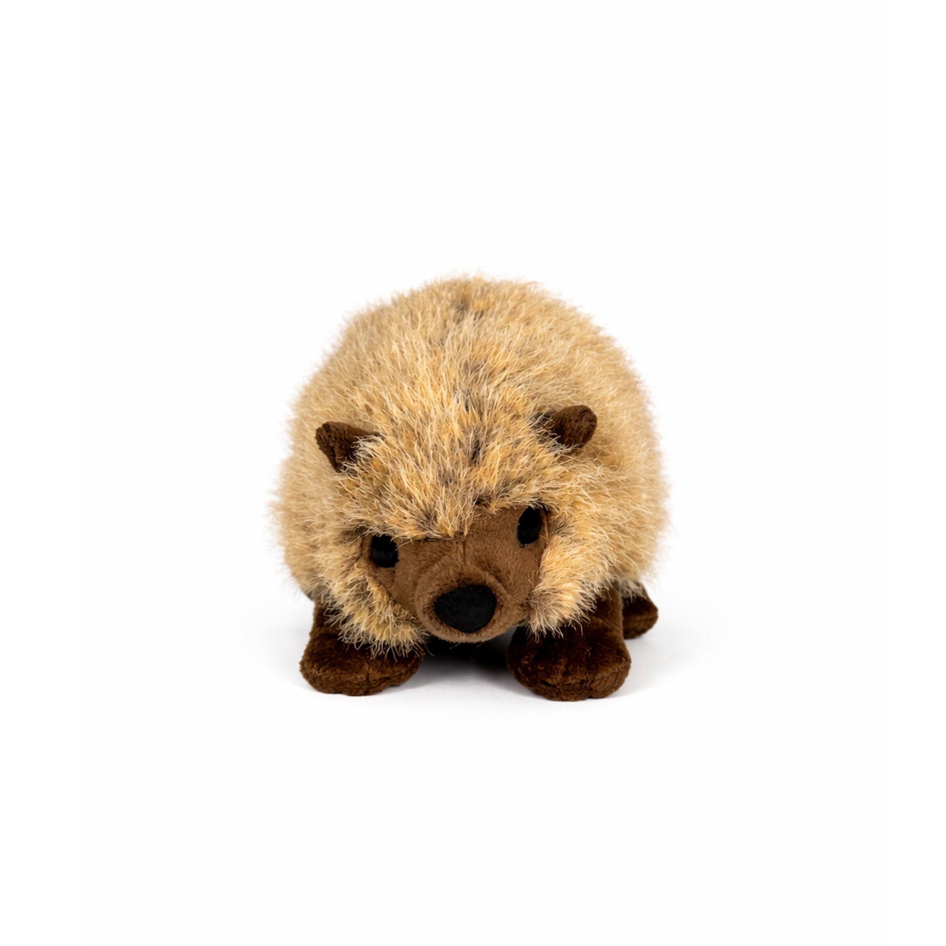 Gosedjurs igelkott med beige päls, bruna öron, nos och ben, sedd framifrån.