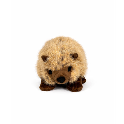 Gosedjurs igelkott med beige päls, bruna öron, nos och ben, sedd framifrån.