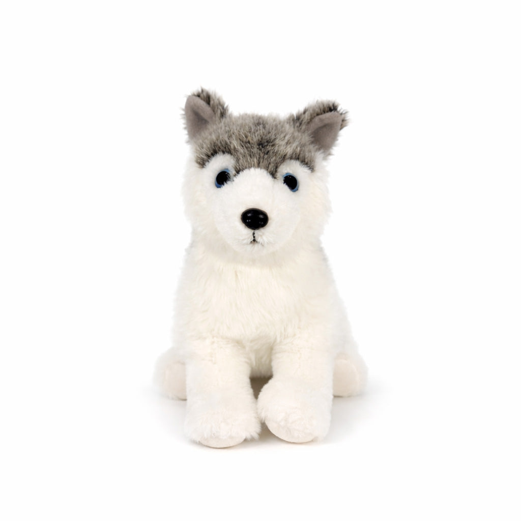 Stor grå gosedjurs husky sedd rakt framifrån.